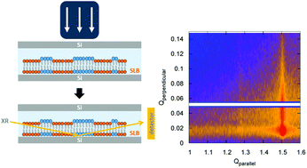 Graphical abstract: In-plane molecular organization of hydrated single lipid bilayers: DPPC:cholesterol