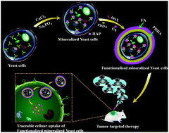 Graphical abstract: A mineralized cell-based functional platform: construction of yeast cells with biogenetic intracellular hydroxyapatite nanoscaffolds