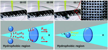 Graphical abstract: Temperature-tunable wettability on a bioinspired structured graphene surface for fog collection and unidirectional transport