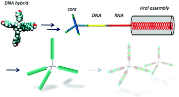 Graphical abstract: Building expanded structures from tetrahedral DNA branching elements, RNA and TMV protein