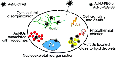 Graphical abstract: Gold nanourchins and celastrol reorganize the nucleo- and cytoskeleton of glioblastoma cells