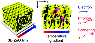 Graphical abstract: Anomalous thermoelectricity of pure ZnO from 3D continuous ultrathin nanoshell structures