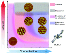 Graphical abstract: Potential- and concentration-dependent self-assembly structures at solid/liquid interfaces