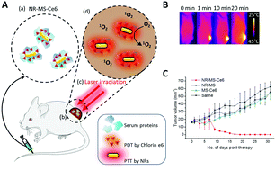 Graphical abstract: Protein corona in drug delivery for multimodal cancer therapy in vivo