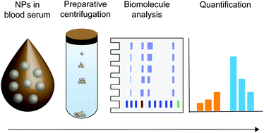 Graphical abstract: Analysis of nanoparticle biomolecule complexes