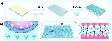 Graphical abstract: Protein-mediated anti-adhesion surface against oral bacteria