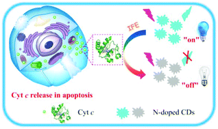 Graphical abstract: Label-free fluorescence imaging of cytochrome c in living systems and anti-cancer drug screening with nitrogen doped carbon quantum dots