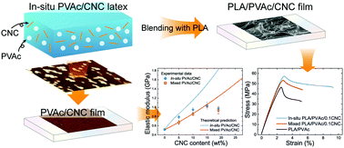 Graphical abstract: Well-dispersed cellulose nanocrystals in hydrophobic polymers by in situ polymerization for synthesizing highly reinforced bio-nanocomposites