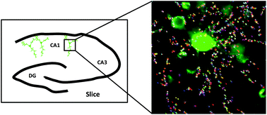 Graphical abstract: Quantum dot conjugated nanobodies for multiplex imaging of protein dynamics at synapses