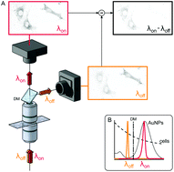 Graphical abstract: Two-color dark-field (TCDF) microscopy for metal nanoparticle imaging inside cells