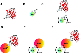 Graphical abstract: Highly specific targeting of human acute myeloid leukaemia cells using pharmacologically active nanoconjugates