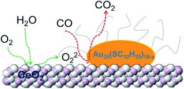 Graphical abstract: Dual effects of water vapor on ceria-supported gold clusters