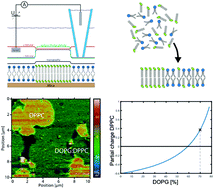 Graphical abstract: Direct measurement of surface charge distribution in phase separating supported lipid bilayers