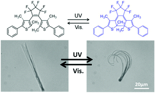 Graphical abstract: Photomechanical motion of diarylethene molecular crystal nanowires