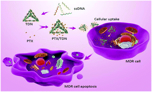 Graphical abstract: Overcoming drug-resistant lung cancer by paclitaxel loaded tetrahedral DNA nanostructures