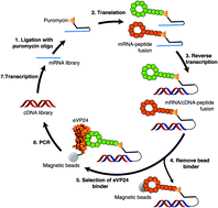 Graphical abstract: Macrocyclic peptide inhibitors for the protein–protein interaction of Zaire Ebola virus protein 24 and karyopherin alpha 5