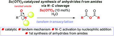 Graphical abstract: Sc(OTf)3-catalyzed synthesis of anhydrides from twisted amides