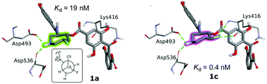 Graphical abstract: Divergent response of homologous ATP sites to stereospecific ligand fluorination for selectivity enhancement