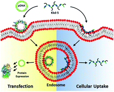 Graphical abstract: Cyclic dipeptide based cell-penetrating peptidomimetics for effective DNA delivery