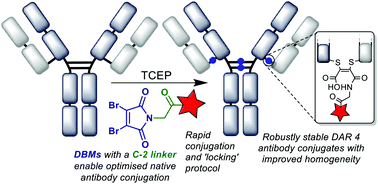 Graphical abstract: Optimisation of the dibromomaleimide (DBM) platform for native antibody conjugation by accelerated post-conjugation hydrolysis