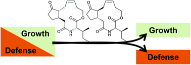 Graphical abstract: JA-Ile-macrolactones uncouple growth and defense in wild tobacco