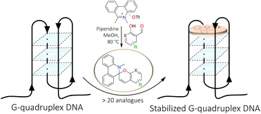 Graphical abstract: Synthesis of phenanthridine spiropyrans and studies of their effects on G-quadruplex DNA