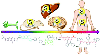 Graphical abstract: Thiolysis of NBD-based dyes for colorimetric and fluorescence detection of H2S and biothiols: design and biological applications