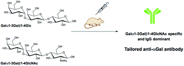 Graphical abstract: The design and synthesis of an α-Gal trisaccharide epitope that provides a highly specific anti-Gal immune response