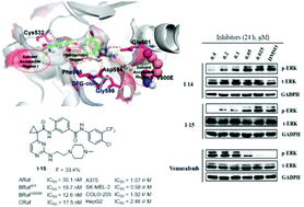 Graphical abstract: Rational design, synthesis, and biological evaluation of Pan-Raf inhibitors to overcome resistance