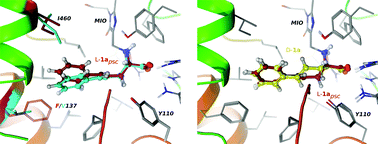 Graphical abstract: Expanding the substrate scope of phenylalanine ammonia-lyase from Petroselinum crispum towards styrylalanines