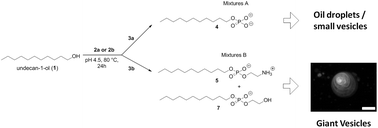 Graphical abstract: Giant vesicles from rehydrated crude mixtures containing unexpected mixtures of amphiphiles formed under plausibly prebiotic conditions