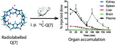 Graphical abstract: Probing the pharmacokinetics of cucurbit[7, 8 and 10]uril: and a dinuclear ruthenium antimicrobial complex encapsulated in cucurbit[10]uril