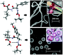 Graphical abstract: Synthesis and structural investigation of 2-aminomethyl-3-(4-methoxy-phenyl)-propionic acid containing a peptide analogue of the amyloidogenic AS(6–7) sequence: inhibition of fibril formation