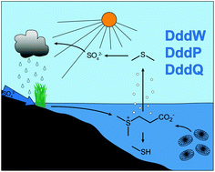 Graphical abstract: Chemical differentiation of three DMSP lyases from the marine Roseobacter group