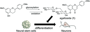 Graphical abstract: Total synthesis of agalloside, isolated from Aquilaria agallocha, by the 5-O-glycosylation of flavan