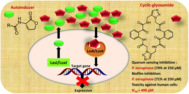 Graphical abstract: Synthesis and biological evaluation of novel acyclic and cyclic glyoxamide based derivatives as bacterial quorum sensing and biofilm inhibitors