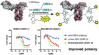 Graphical abstract: Enzymatic conjugation using branched linkers for constructing homogeneous antibody–drug conjugates with high potency