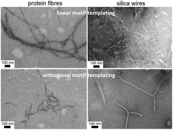 Graphical abstract: Linear and orthogonal peptide templating of silicified protein fibres