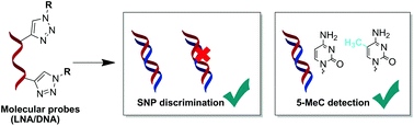 Graphical abstract: Environmentally sensitive molecular probes reveal mutations and epigenetic 5-methyl cytosine in human oncogenes