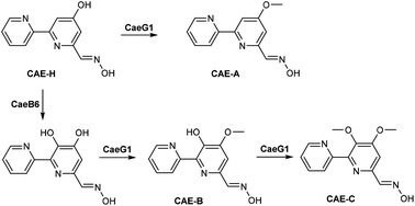 Graphical abstract: Enzymatic competition and cooperation branch the caerulomycin biosynthetic pathway toward different 2,2′-bipyridine members