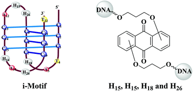 Graphical abstract: Improved i-motif thermal stability by insertion of anthraquinone monomers