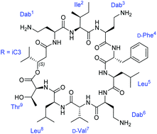 Graphical abstract: The first total synthesis and solution structure of a polypeptin, PE2, a cyclic lipopeptide with broad spectrum antibiotic activity