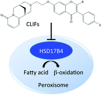 Graphical abstract: Developing antineoplastic agents that target peroxisomal enzymes: cytisine-linked isoflavonoids as inhibitors of hydroxysteroid 17-beta-dehydrogenase-4 (HSD17B4)