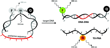 Graphical abstract: Facile functionalization of peptide nucleic acids (PNAs) for antisense and single nucleotide polymorphism detection