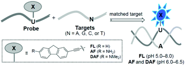 Graphical abstract: pH-Responsive quencher-free molecular beacon systems containing 2′-deoxyuridine units labeled with fluorene derivatives