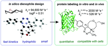 Graphical abstract: Computationally guided discovery of a reactive, hydrophilic trans-5-oxocene dienophile for bioorthogonal labeling