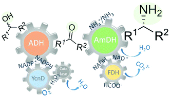 Graphical abstract: In vitro biocatalytic pathway design: orthogonal network for the quantitative and stereospecific amination of alcohols