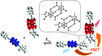 Graphical abstract: Dye-conjugated complementary lipophilic nucleosides as useful probes to study association processes by fluorescence resonance energy transfer