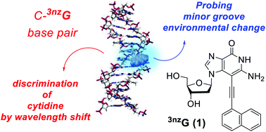 Graphical abstract: The fluorescently responsive 3-(naphthalen-1-ylethynyl)-3-deaza-2′-deoxyguanosine discriminates cytidine via the DNA minor groove