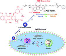 Graphical abstract: A ROS-responsive polymeric micelle with a π-conjugated thioketal moiety for enhanced drug loading and efficient drug delivery